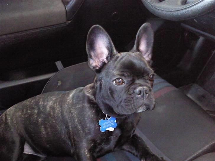 Fransk bulldog Tyson billede 13