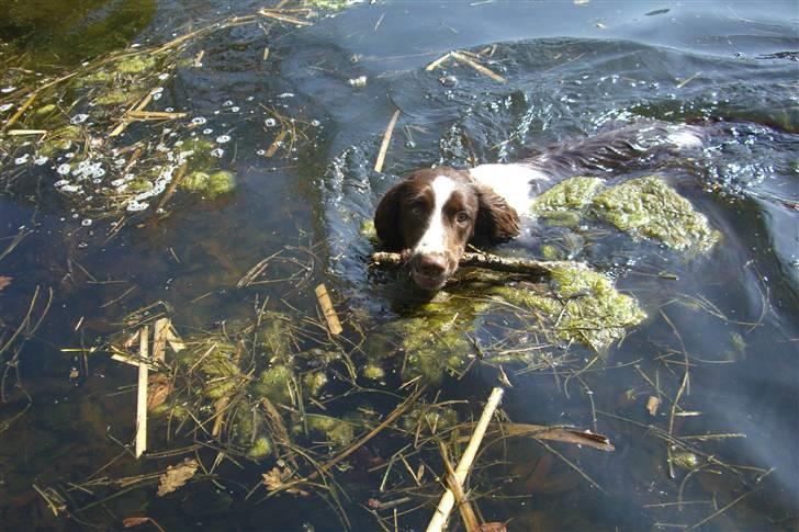 Engelsk springer spaniel Herkules billede 18