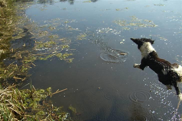 Engelsk springer spaniel Herkules billede 19