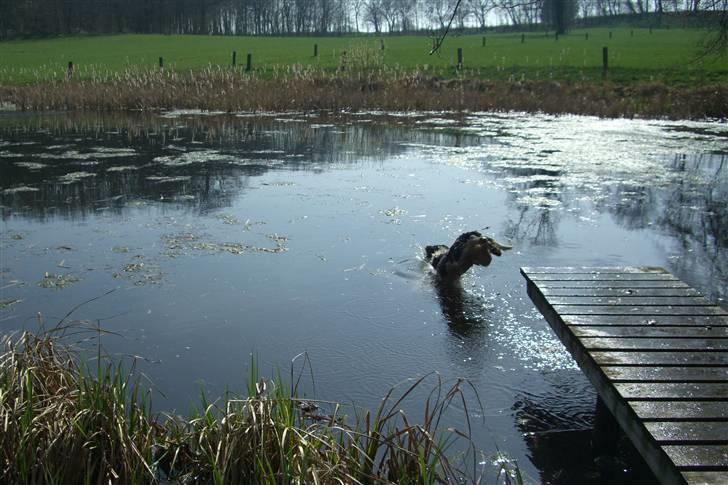Engelsk springer spaniel Herkules billede 20