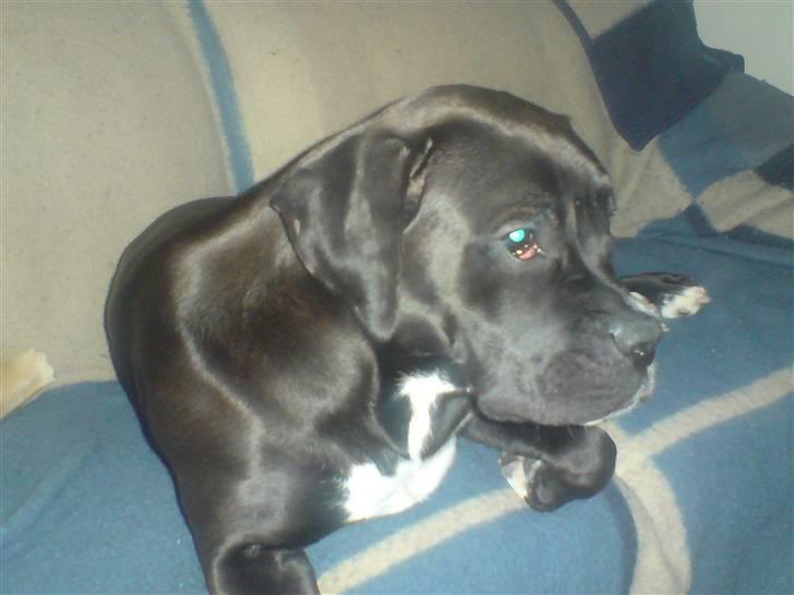 Blanding af racer Laica - Der er ikk noget bedre end at fylde en hel sofa... billede 1