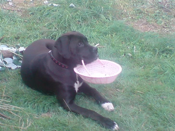 Blanding af racer Laica - Skal jeg snart hente en ny omgang pils til far og gutterne.. billede 2