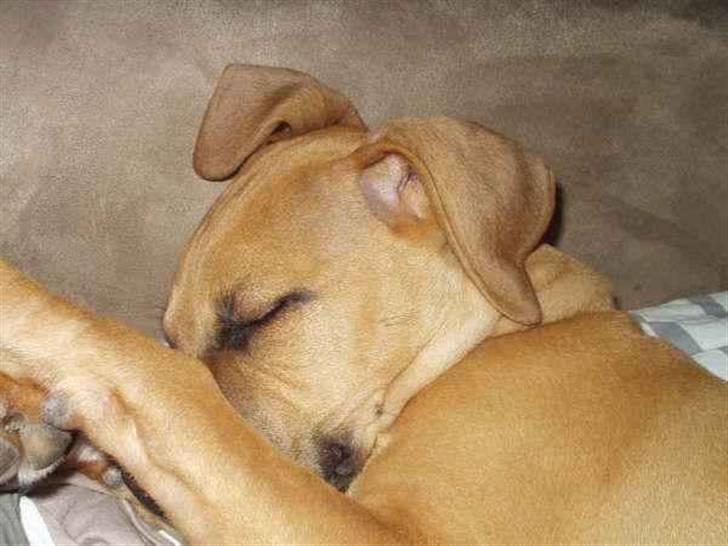 Amerikansk staffordshire terrier Buster - En Lille Lur På Sofaen .. Igen billede 7