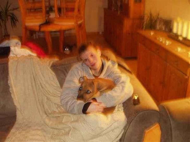 Amerikansk staffordshire terrier Buster billede 8