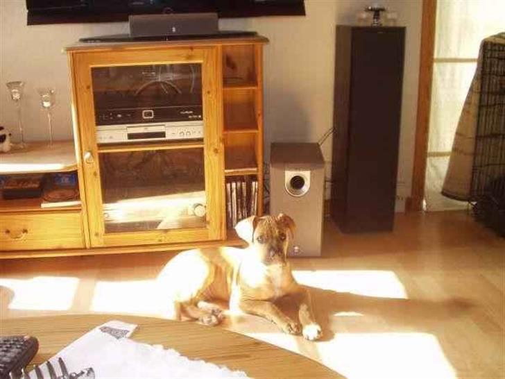 Amerikansk staffordshire terrier Buster billede 9