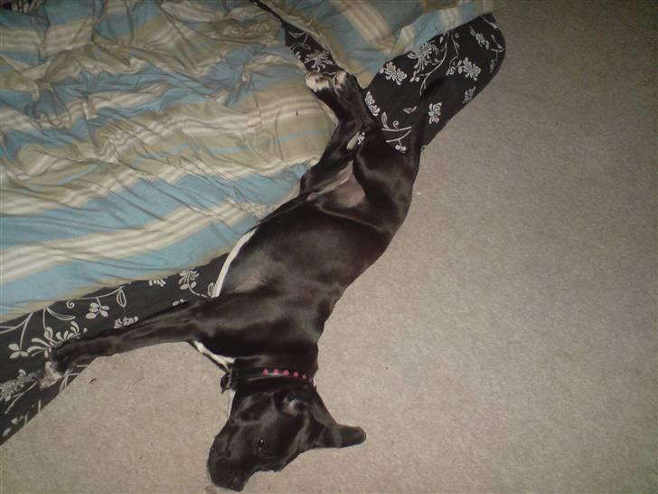 Blanding af racer Laica - Snork.. Pyyhh... Gled sgu ned af luftmadressen mens jeg sov... Og far var selvfølgelig så ond at tage et billede... billede 4