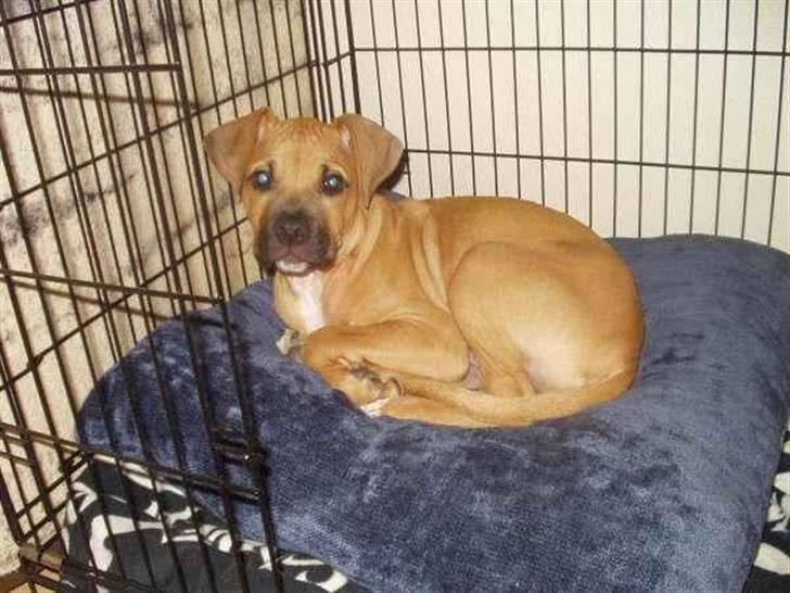 Amerikansk staffordshire terrier Buster - Jeg Elsker At Putte I Mit Bur....  billede 10