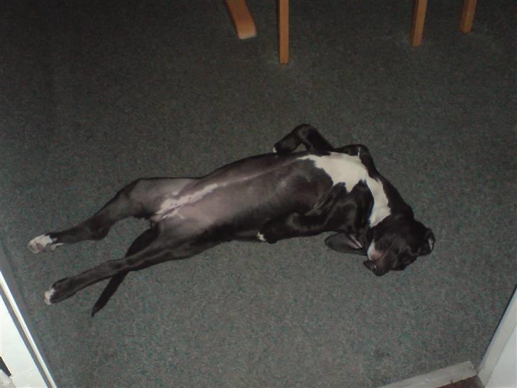 Blanding af racer Laica - Er jeg ikke bare dejlig når jeg gør mig lidt til... billede 5