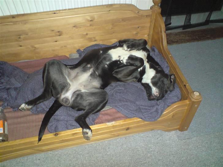 Blanding af racer Laica - AAAHHHHH..... Far lavede mig en ny dejlig stor seng... billede 6