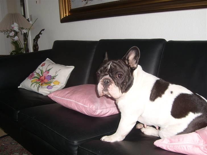 Fransk bulldog Dauløkkes Vogue La Blance billede 14