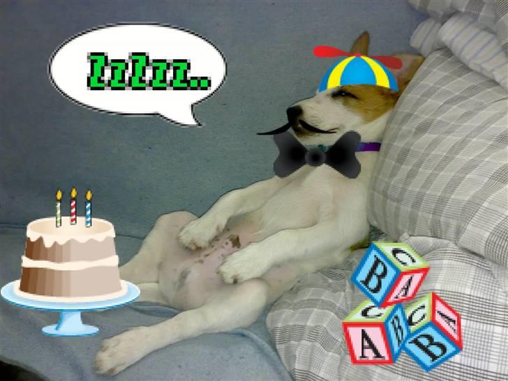 Jack russell terrier Milo - ZzzzzZZzzz det var godt nok en fed fest.. :) billede 8