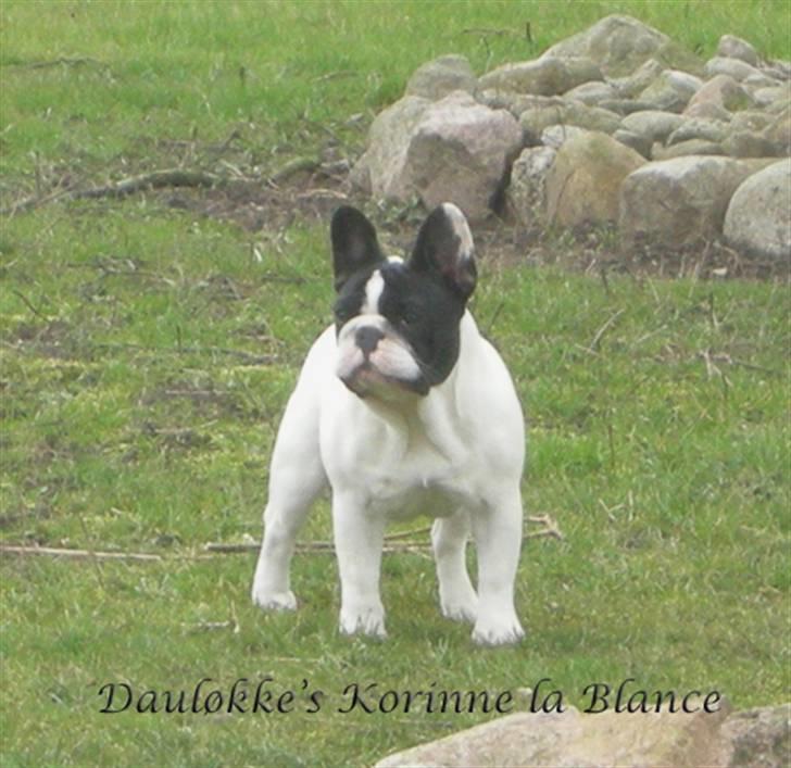 Fransk bulldog Dauløkkes Vogue La Blance - Lauras datter, er hun ikke fin ??? Dauløkkes Korinne billede 15