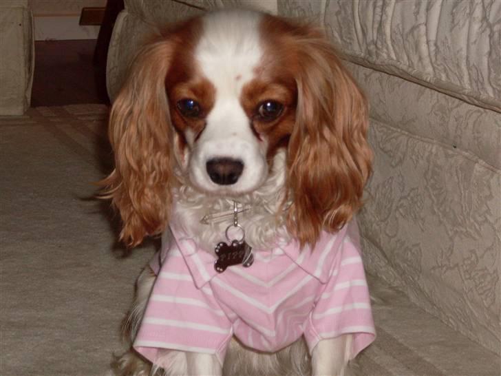 Blanding af racer Pippi - Min skønne hund<3 billede 1