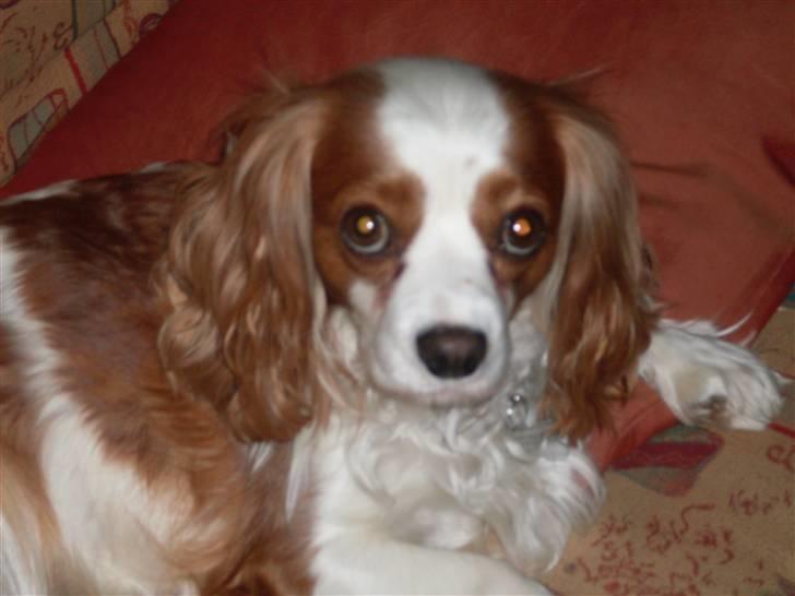 Blanding af racer Pippi - Min lille hund<3 billede 2