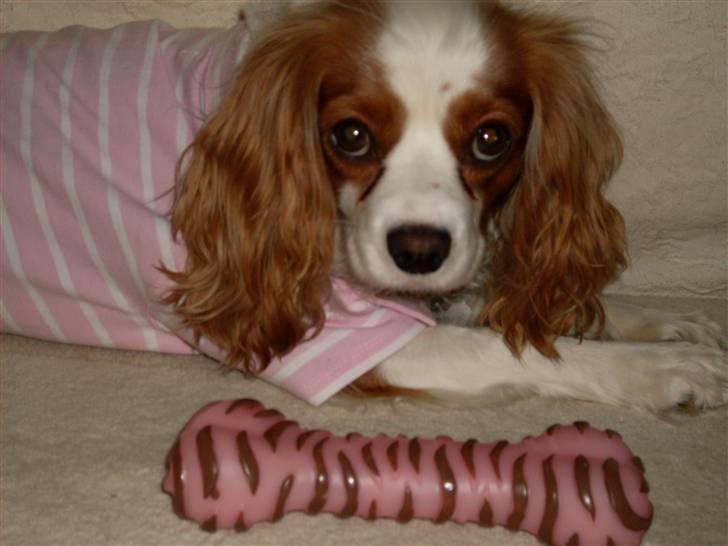 Blanding af racer Pippi - Min skønne lille hund<3 billede 3