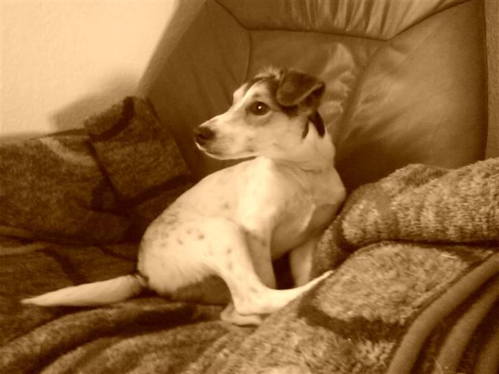 Dansk svensk gaardhund Basse - modellen Basse :) billede 1