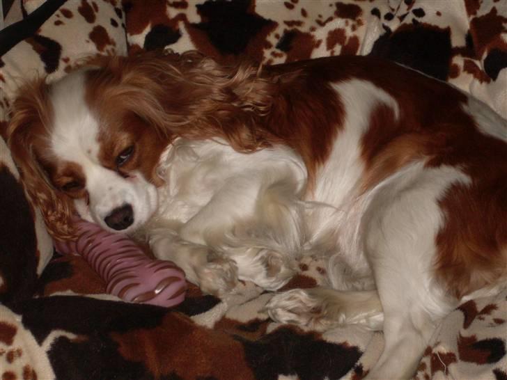 Blanding af racer Pippi - Hehe min lille hund<3 billede 4