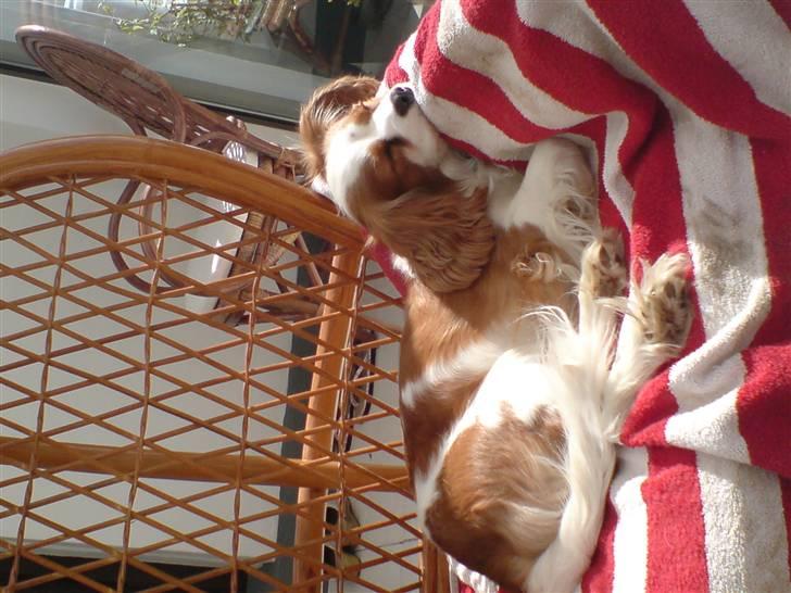 Blanding af racer Pippi - Min hund hehe<3 billede 5