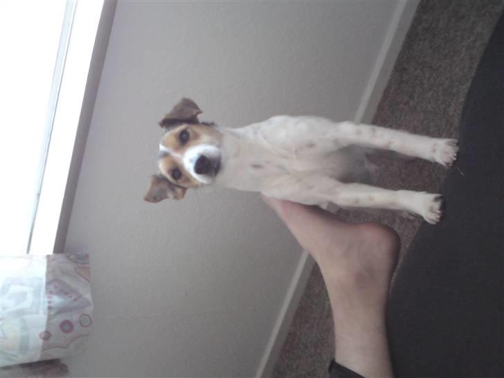 Dansk svensk gaardhund Basse - god morgen far, skal du ikk snart op?? billede 2