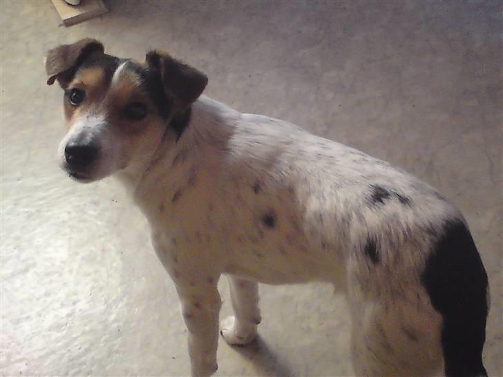 Dansk svensk gaardhund Basse - Hvad er der med jer? har i aldrig set en hund før? hehe billede 3