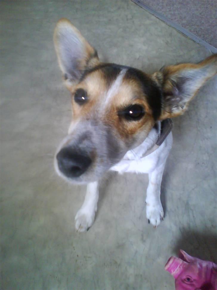 Dansk svensk gaardhund Basse - Ligner jeg en flagermus?? hehe billede 4