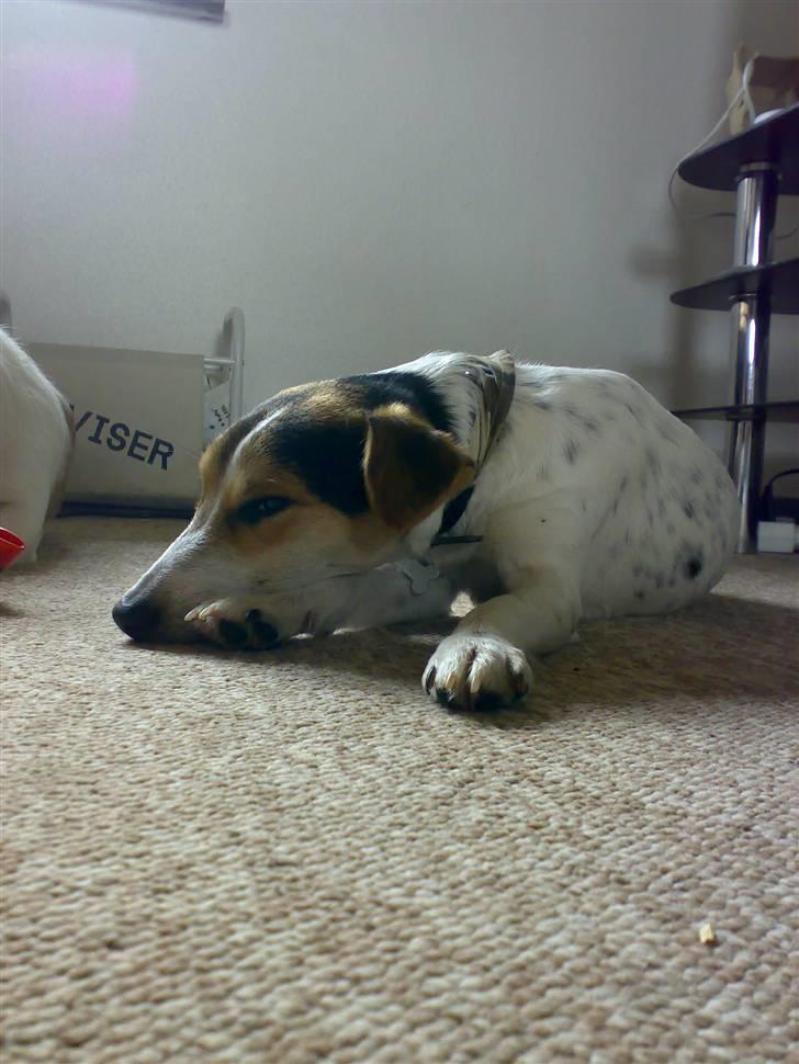 Dansk svensk gaardhund Basse - ZZzzzzZZZzzz puhaa det har været en lang dag i dag. :) billede 5