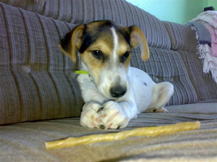 Dansk svensk gaardhund Basse - "Be om" den er ben.. Please :) billede 6