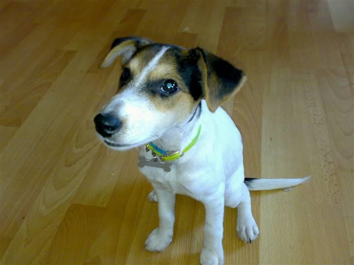 Dansk svensk gaardhund Basse - er jeg ikk bare nuttet som hvalp.?! <3 billede 7