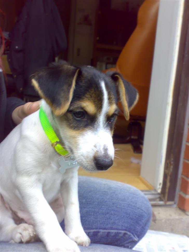 Dansk svensk gaardhund Basse - min første dag hjemme ved min nye far og mor :) billede 8