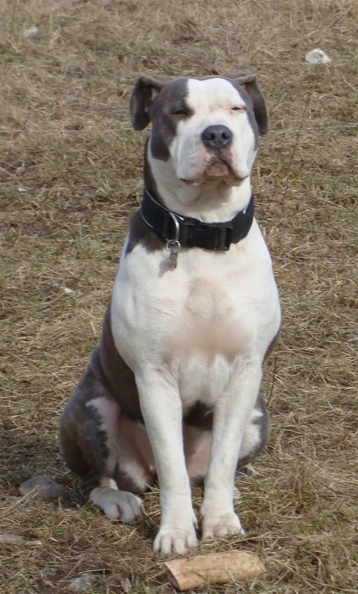 Amerikansk staffordshire terrier Bea - Sidder lige og soler mig :) billede 19