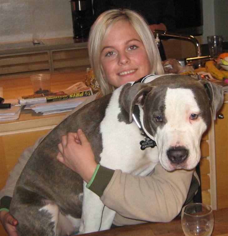 Amerikansk staffordshire terrier Bea - Hvordan for stor til at sidde her?? Det går da fint :) billede 20