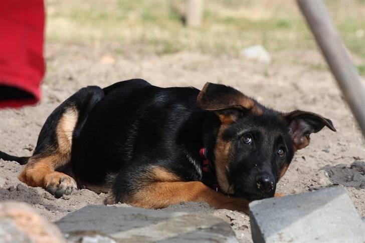Schæferhund Team Dika´s Marcela - Nå ja.... bevares, godt ord igen! billede 15