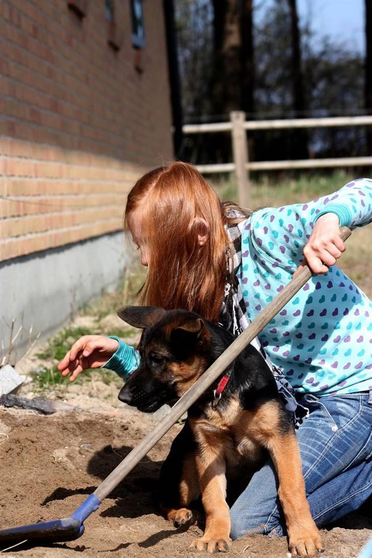 Schæferhund Team Dika´s Marcela - jeg tar dén................ billede 16