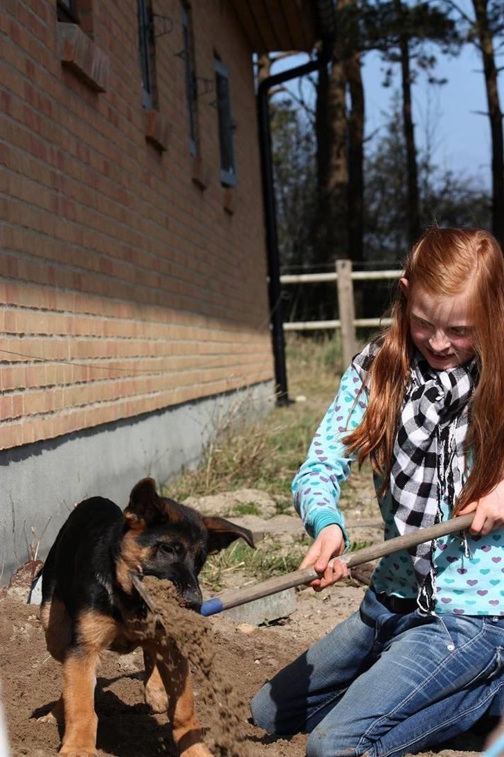 Schæferhund Team Dika´s Marcela - Hvad mener du med det ikke var den....! billede 17