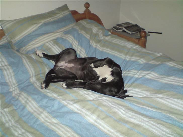 Blanding af racer Laica billede 8