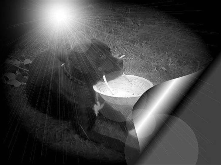 Blanding af racer Laica billede 9