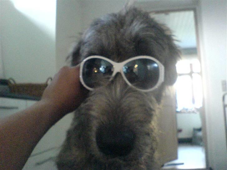 Irsk ulvehund Balrog <3 - Hehe total "Gangster dog" !! <3  billede 14