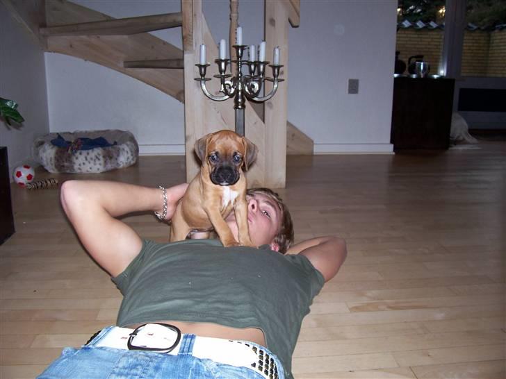 Boxer Bella billede 13