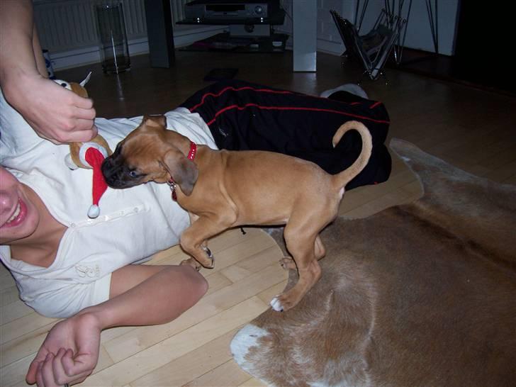 Boxer Bella billede 14