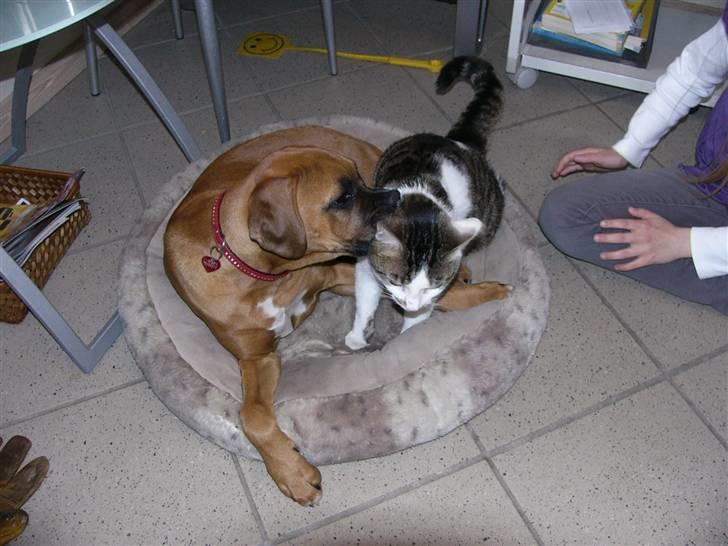 Boxer Bella - Nej, ikke gå vi skal fotograferes  billede 15