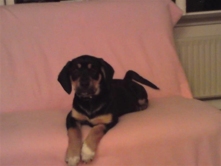 Blanding af racer mabel billede 1