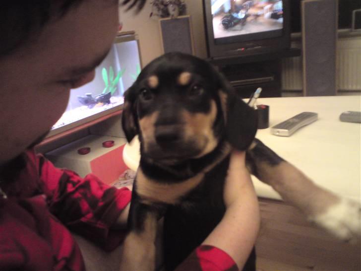 Blanding af racer mabel billede 2