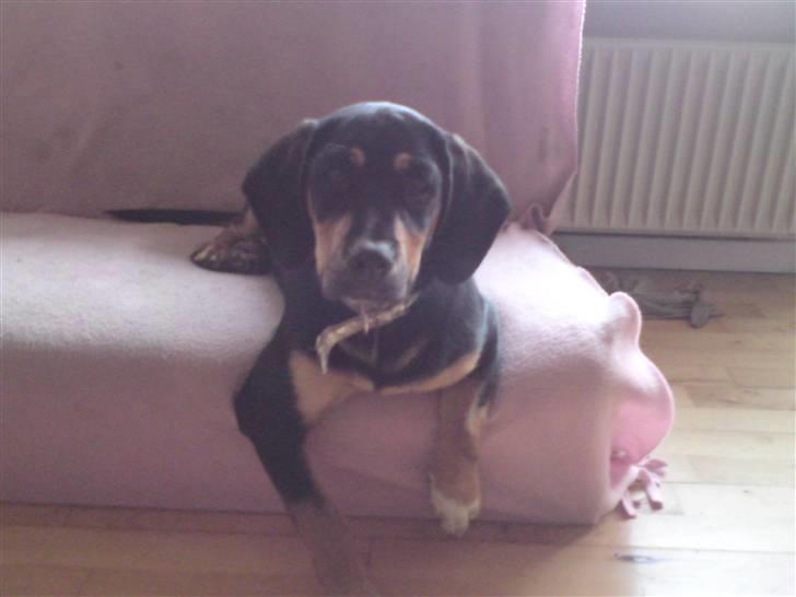 Blanding af racer mabel billede 3