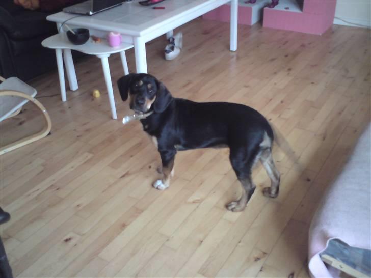 Blanding af racer mabel billede 4