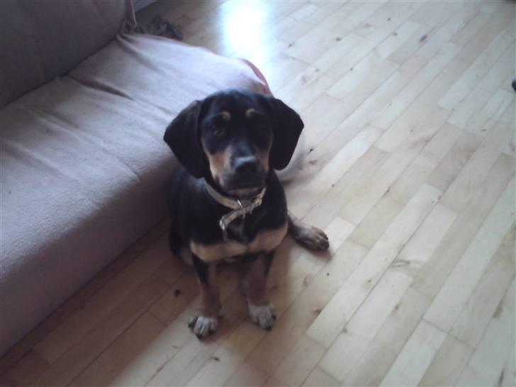 Blanding af racer mabel billede 5