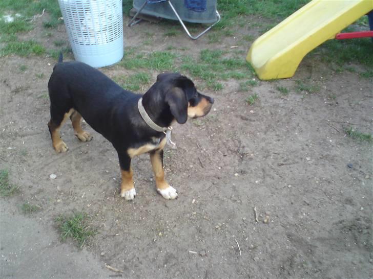 Blanding af racer mabel billede 6