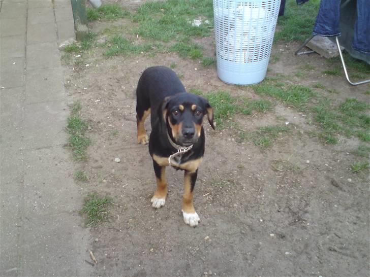 Blanding af racer mabel billede 7