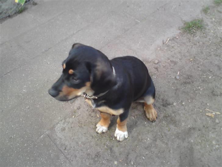 Blanding af racer mabel billede 8