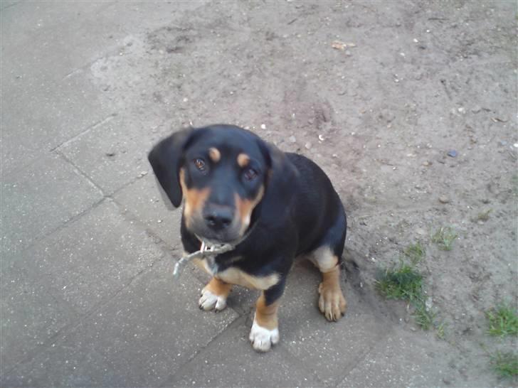 Blanding af racer mabel billede 9