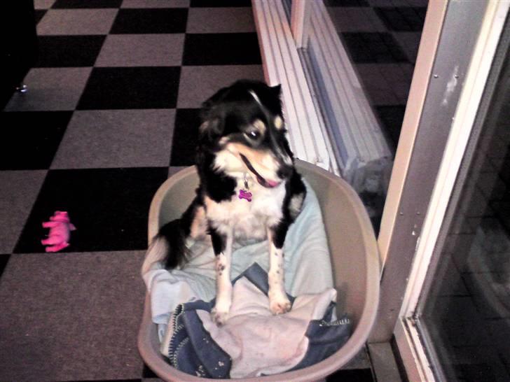 Blanding af racer tulle - sidder fint i min kurv men kun så længe de holder øje med mig billede 2